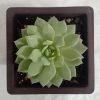 CGASPL Plants Echeveria Derenbergii Painted Lady Big Succulent Plant
