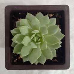 CGASPL Plants Echeveria Derenbergii Painted Lady Big Succulent Plant