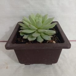 CGASPL Plants Echeveria Derenbergii Painted Lady Big Succulent Plant