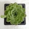 CGASPL Echeveria Green Abalone Big Succulent Plant