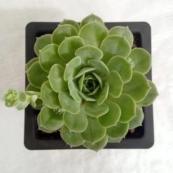 CGASPL Echeveria Green Abalone Big Succulent Plant