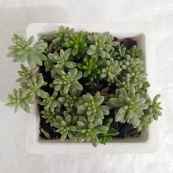 CGASPL Sedum Rubrotinctum Aurora Pink Jelly Bean Big Succulent Plant Plants