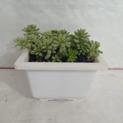 CGASPL Sedum Rubrotinctum Aurora Pink Jelly Bean Big Succulent Plant Plants