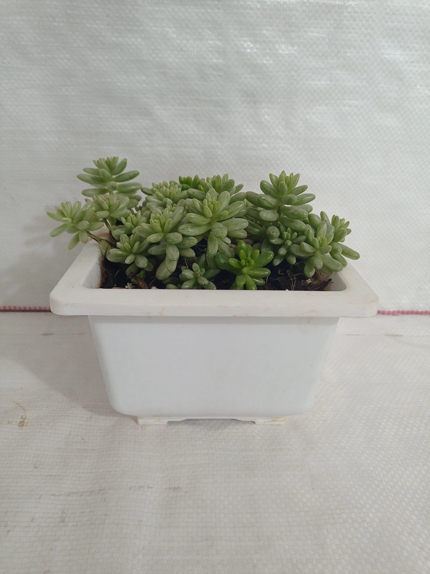 CGASPL Sedum Rubrotinctum Aurora Pink Jelly Bean Big Succulent Plant Plants 4 CGASPL Sedum Rubrotinctum Aurora Pink Jelly Bean Big Succulent Plant Plants