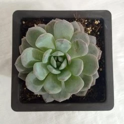 CGASPL Echeveria Big Succulent Plant Plants