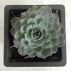 CGASPL Echeveria Subsessilis Big Succulent Plant Plants 2 CGASPL Echeveria Subsessilis Big Succulent Plant Plants