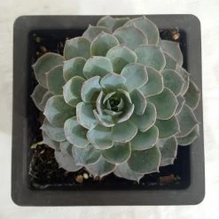 CGASPL Echeveria Subsessilis Big Succulent Plant Plants