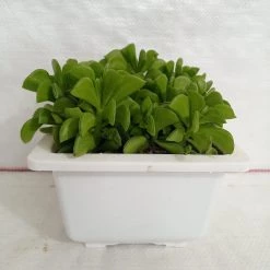 CGASPL Plants Peperomia Dolabriformis Big Succulent Plant