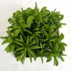CGASPL Plants Peperomia Dolabriformis Big Succulent Plant