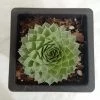 CGASPL Sempervivum Calcareum Green Big Succulent Plant