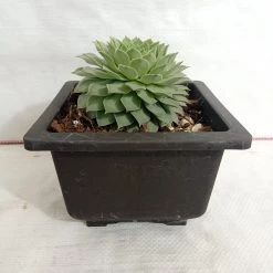 CGASPL Sempervivum Calcareum Green Big Succulent Plant 7 CGASPL Sempervivum Calcareum Green Big Succulent Plant