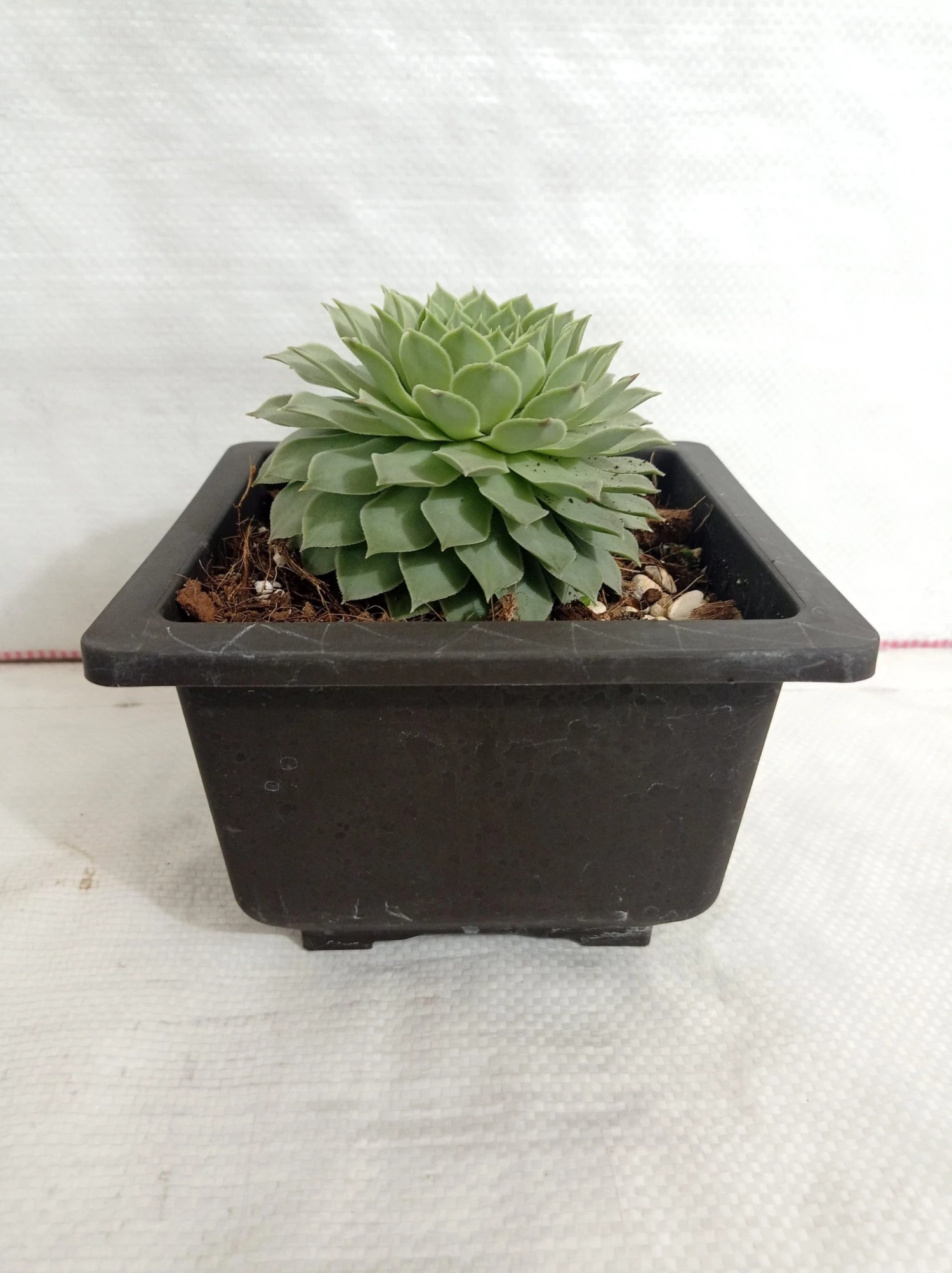 CGASPL Sempervivum Calcareum Green Big Succulent Plant 5 CGASPL Sempervivum Calcareum Green Big Succulent Plant