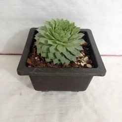 CGASPL Sempervivum Calcareum Green Big Succulent Plant