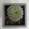 CGASPL Graptopetalum Filiferum Big Succulent Plant