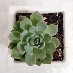 CGASPL Echeveria 'Tippy' Big Succulent Plant