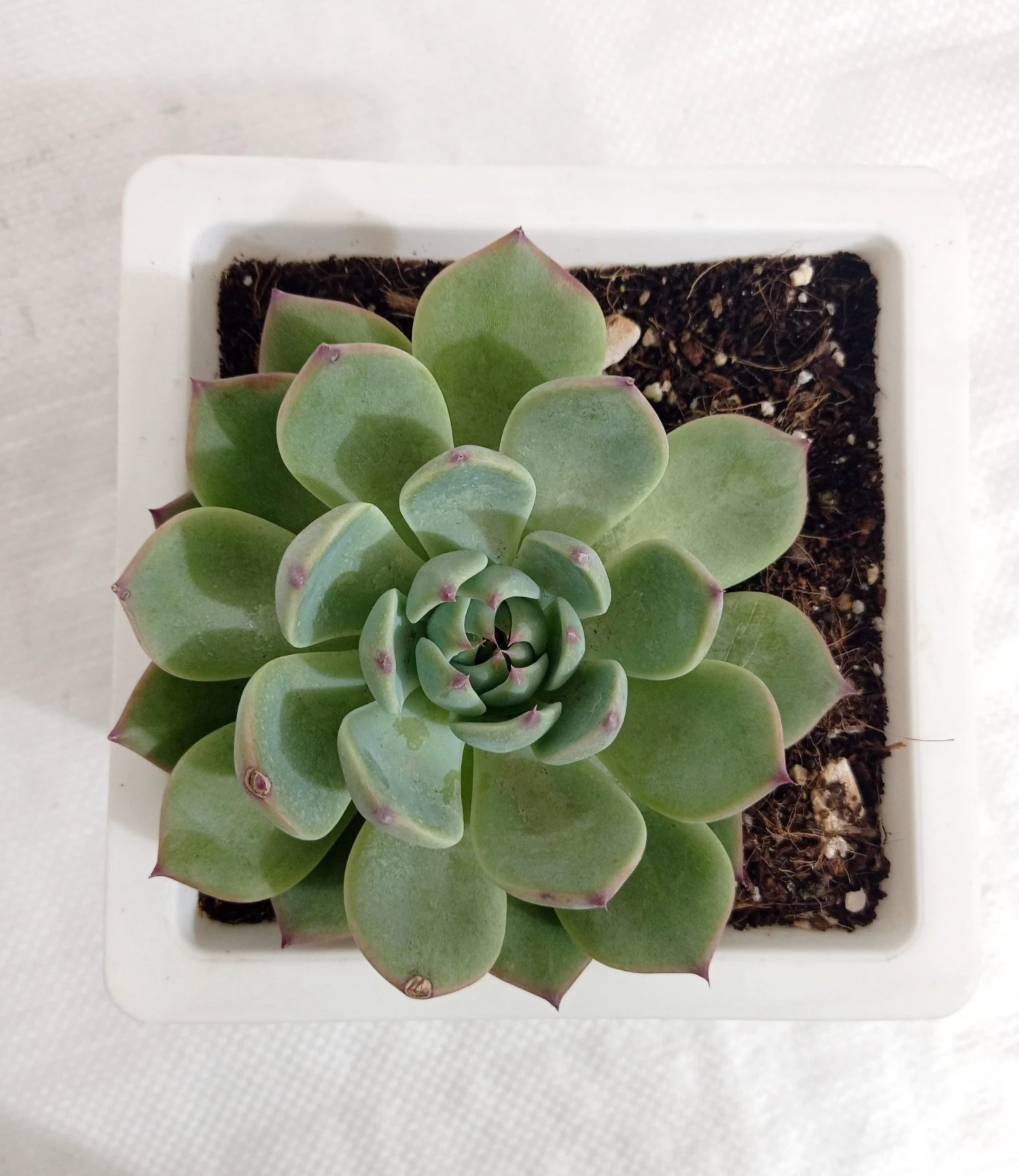 CGASPL Echeveria 'Tippy' Big Succulent Plant 3 CGASPL Echeveria 'Tippy' Big Succulent Plant