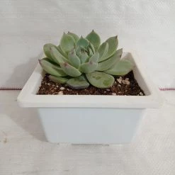CGASPL Echeveria 'Tippy' Big Succulent Plant