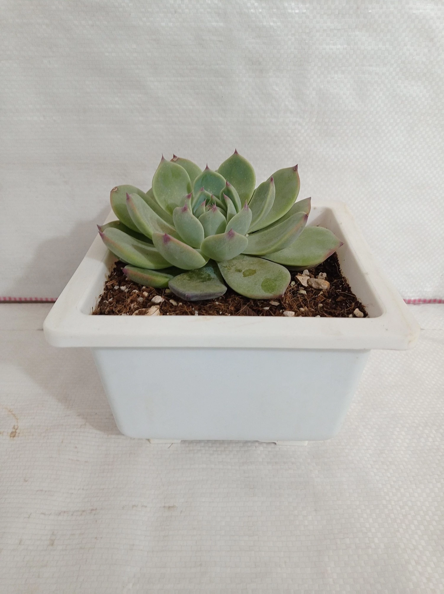 CGASPL Echeveria 'Tippy' Big Succulent Plant 4 CGASPL Echeveria 'Tippy' Big Succulent Plant
