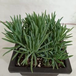 CGASPL Plants Senecio Cylindricus (Leaf Chalk Sticks) Big Succulent Plant
