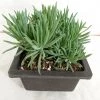 CGASPL Plants Senecio Cylindricus (Leaf Chalk Sticks) Big Succulent Plant