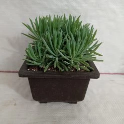 CGASPL Plants Senecio Cylindricus (Leaf Chalk Sticks) Big Succulent Plant