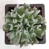 CGASPL Echeveria Runyonii 'Topsy Turvy' Big Succulent Plant Plants