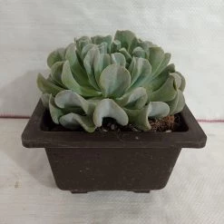 CGASPL Echeveria Runyonii 'Topsy Turvy' Big Succulent Plant Plants