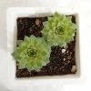 CGASPL Plants Sempervivum Green Wheel (Lakshmi Kamal) Big Succulent Plant 2 CGASPL Plants Sempervivum Green Wheel (Lakshmi Kamal) Big Succulent Plant