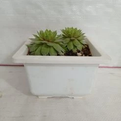 CGASPL Plants Sempervivum Green Wheel (Lakshmi Kamal) Big Succulent Plant