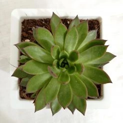 CGASPL Echeveria 'Benimusume' Big Succulent Plant Plants