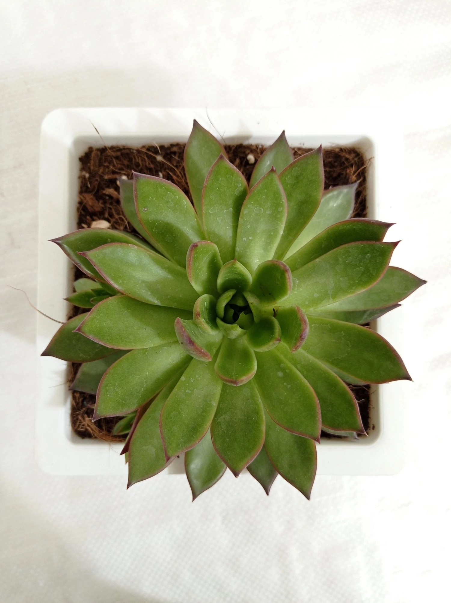 CGASPL Echeveria 'Benimusume' Big Succulent Plant Plants 3 CGASPL Echeveria 'Benimusume' Big Succulent Plant Plants