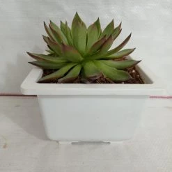 CGASPL Echeveria 'Benimusume' Big Succulent Plant Plants