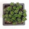 CGASPL Anacampseros Rufescens Big Succulent Plant 1 CGASPL Anacampseros Rufescens Big Succulent Plant