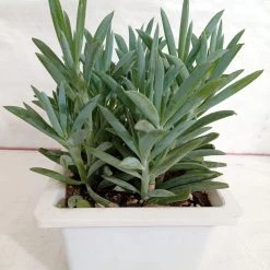 CGASPL Plants Senecio Ficoides Mount Everest Big Succulent Plant
