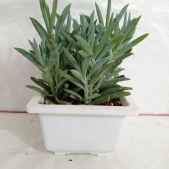 CGASPL Plants Senecio Ficoides Mount Everest Big Succulent Plant
