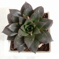 CGASPL Echeveria Chinensis (Echeveria Dionysos) Big Succulent Plant Plants