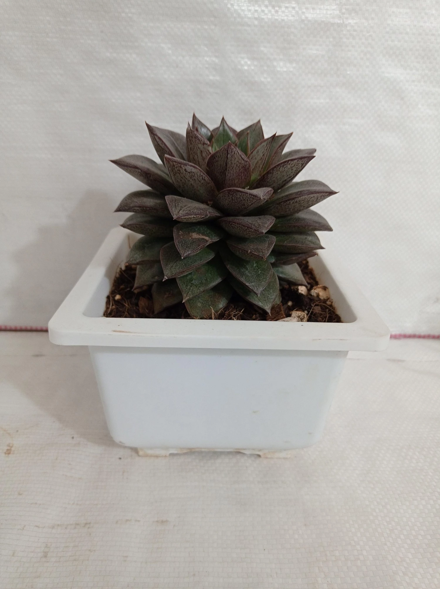 CGASPL Echeveria Chinensis (Echeveria Dionysos) Big Succulent Plant Plants 4 CGASPL Echeveria Chinensis (Echeveria Dionysos) Big Succulent Plant Plants