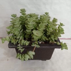 CGASPL Plants Crassula Perforata Green Ivory Towers Big Succulent Plant