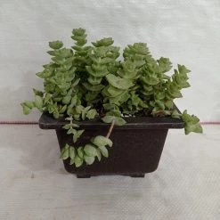 CGASPL Plants Crassula Perforata Green Ivory Towers Big Succulent Plant