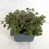 CGASPL Plants Peperomia Rubella Big Succulent Plant
