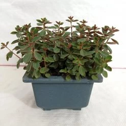 CGASPL Plants Peperomia Rubella Big Succulent Plant 5 CGASPL Plants Peperomia Rubella Big Succulent Plant