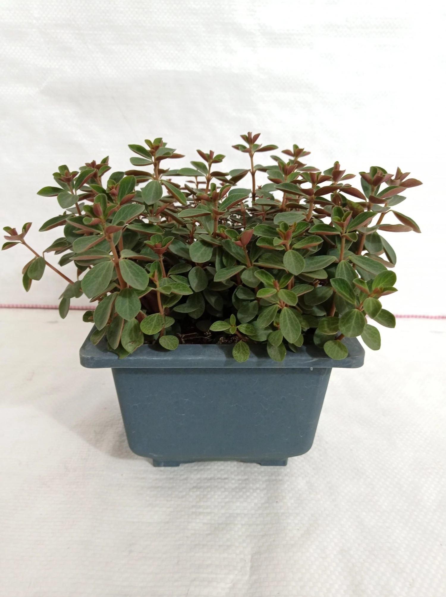 CGASPL Plants Peperomia Rubella Big Succulent Plant 4 CGASPL Plants Peperomia Rubella Big Succulent Plant