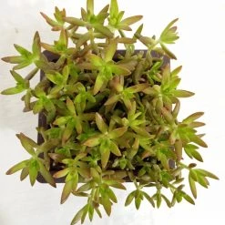 CGASPL Sedum Adolphii 'Firestorm' Big Succulent Plant