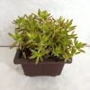 CGASPL Sedum Adolphii 'Firestorm' Big Succulent Plant