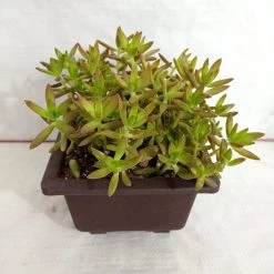 CGASPL Sedum Adolphii 'Firestorm' Big Succulent Plant