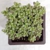 CGASPL Plants Pachyveria Oviferum Roseum (Moonstones) Big Succulent Plant