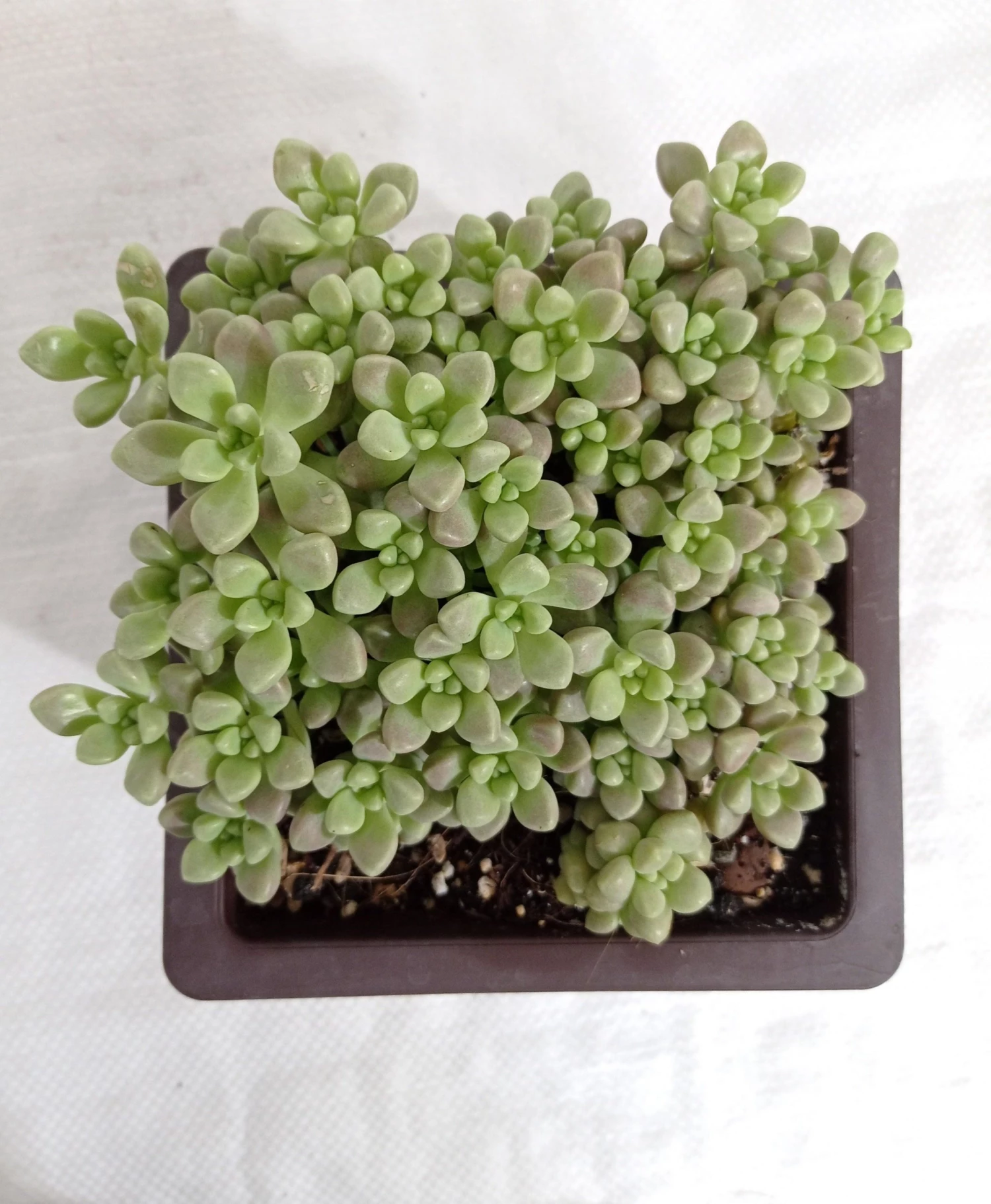 CGASPL Plants Pachyveria Oviferum Roseum (Moonstones) Big Succulent Plant 3 CGASPL Plants Pachyveria Oviferum Roseum (Moonstones) Big Succulent Plant