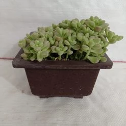 CGASPL Plants Pachyveria Oviferum Roseum (Moonstones) Big Succulent Plant