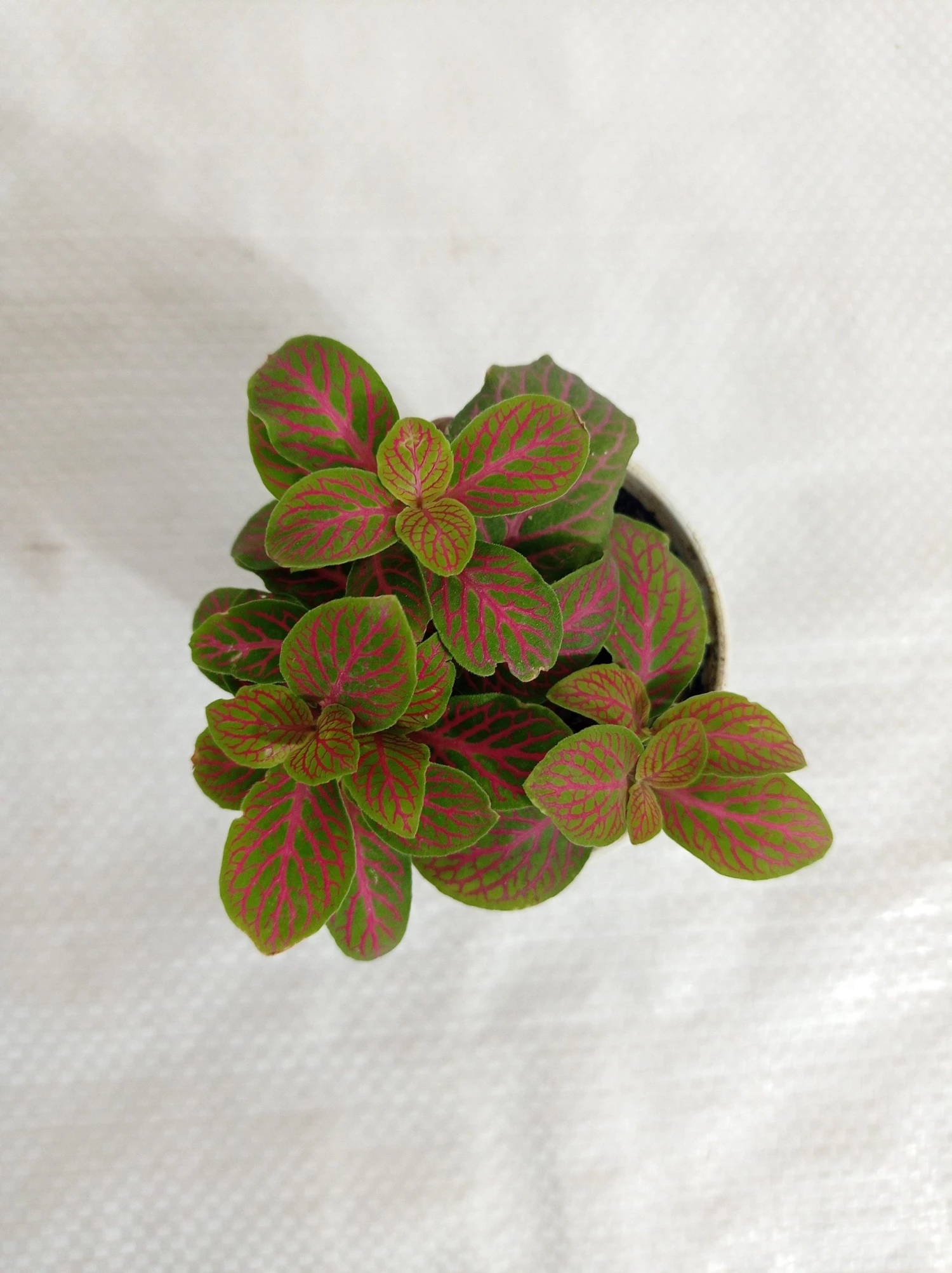 CGASPL Fittonia Albivenis Skeleton Red-Green Plant Plants 3 CGASPL Fittonia Albivenis Skeleton Red-Green Plant Plants