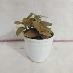 CGASPL Fittonia Albivenis Skeleton Red-Green Plant Plants